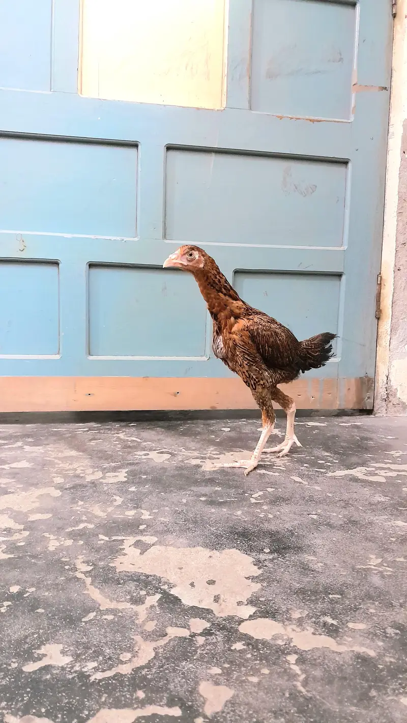 ASEEL BLOOD LINE HOME BREED — photo 4