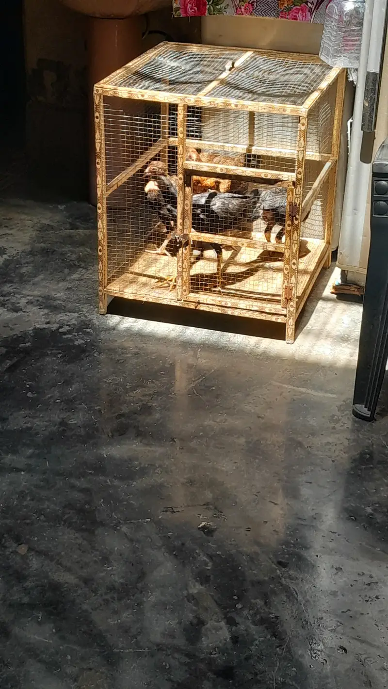 ASEEL BLOOD LINE HOME BREED — photo 5
