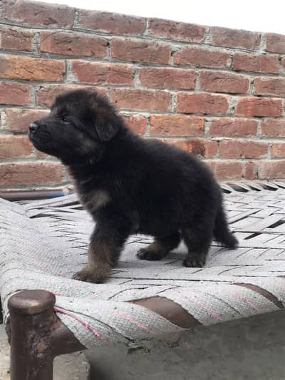 black and ton puppy