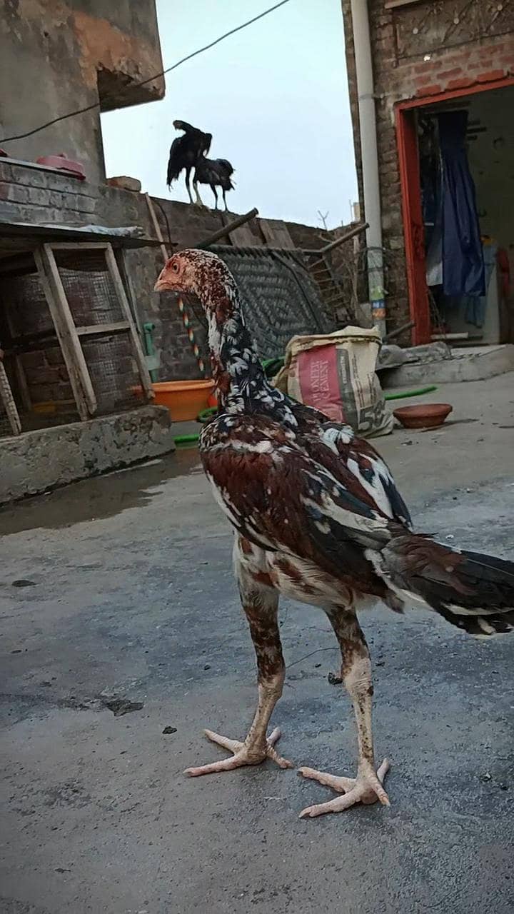 cheena patha 0