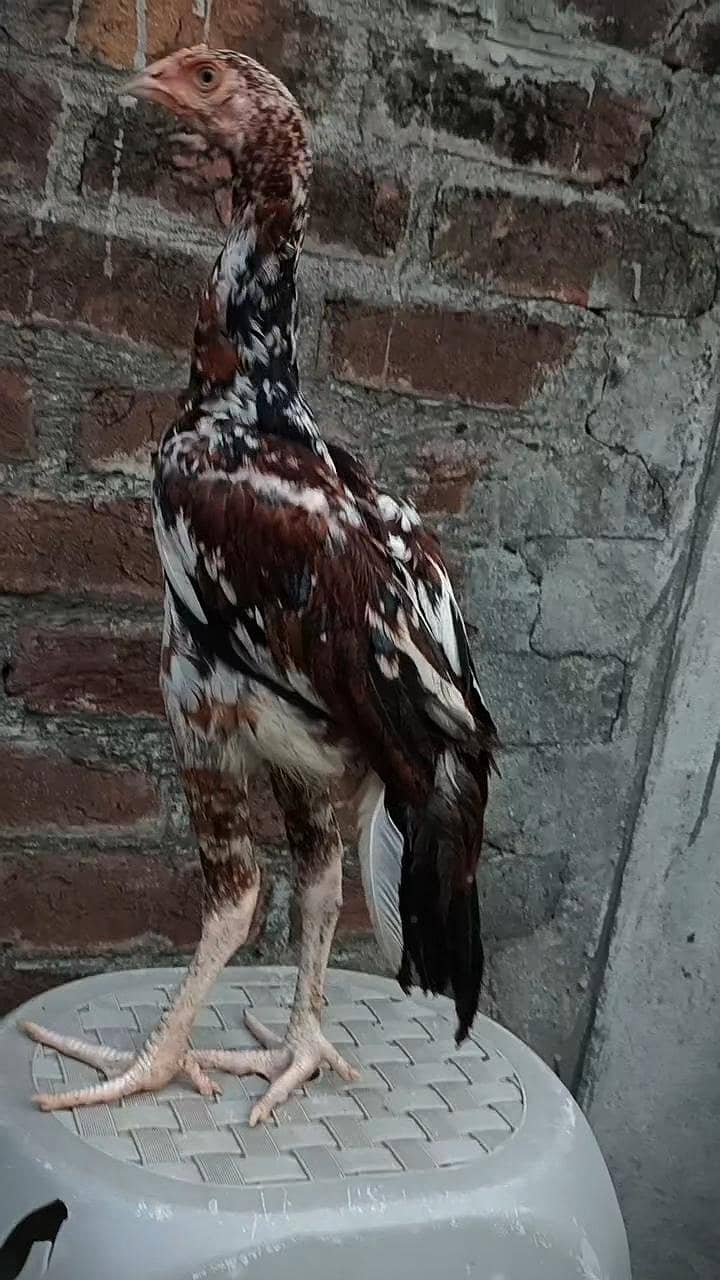 cheena patha 1