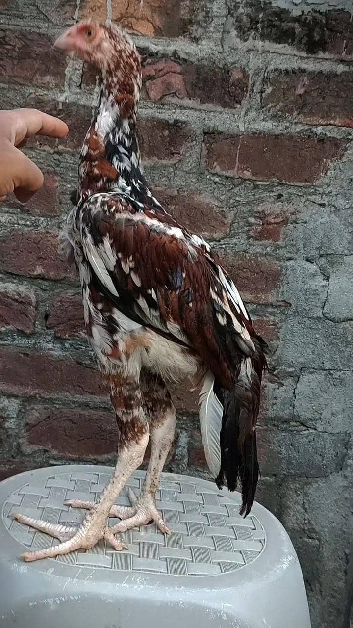 cheena patha 2