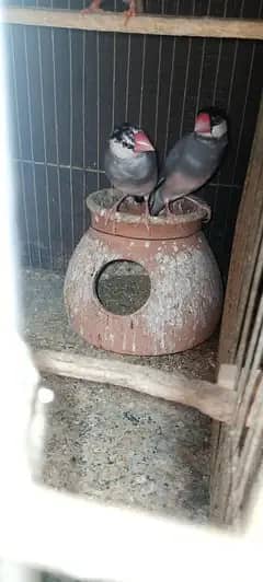 sliver java, grey java split white an silver breeder pair 0