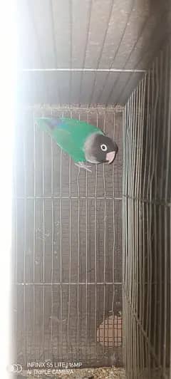 sliver java, grey java split white an silver breeder pair 2