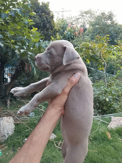 American pitbull
