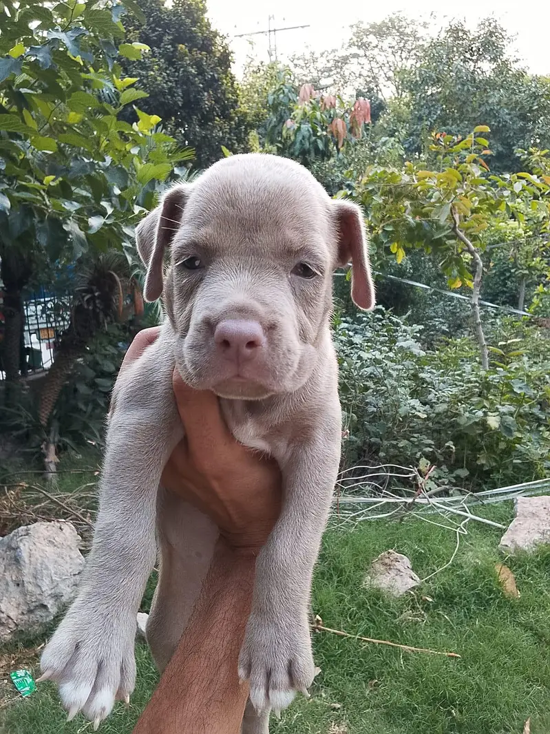 American pitbull — photo 2