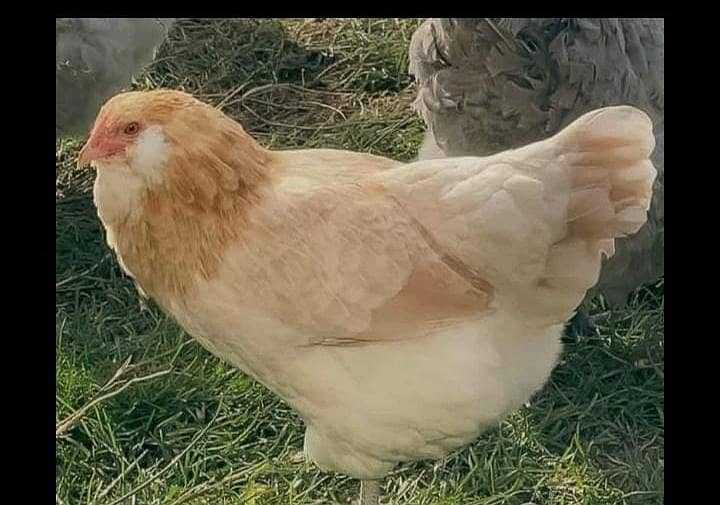 Lohmanbrown 2