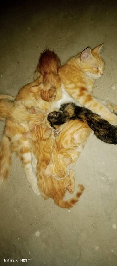 punch cat person 03452601876