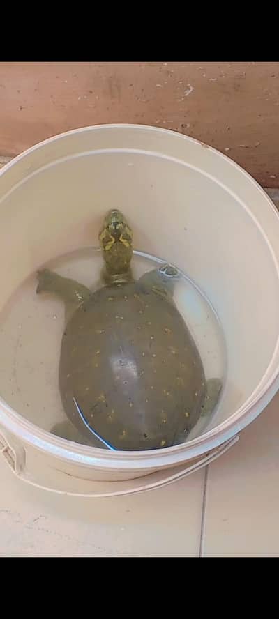 For sale: Adult Indian Flapshell Turtle.