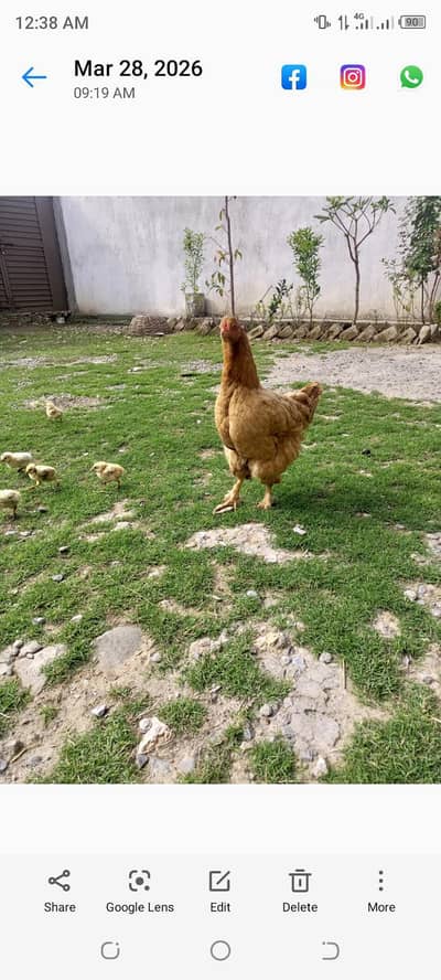 golden buff