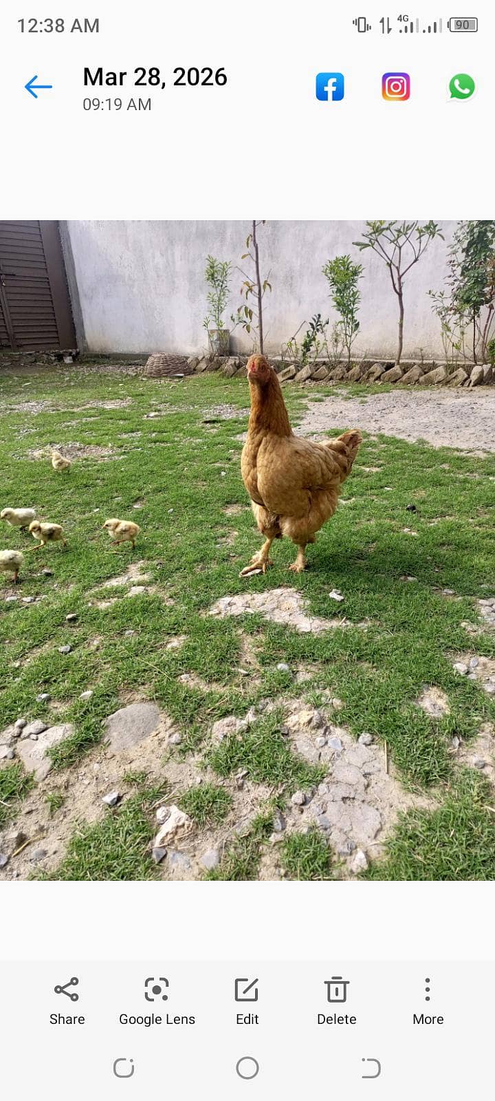 golden buff 0