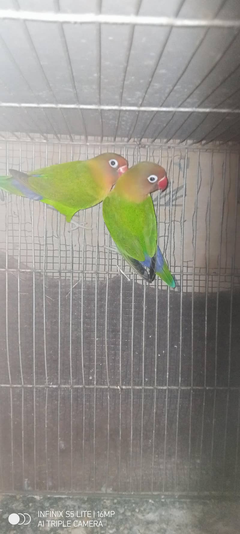 sliver java, grey java split white an silver breeder pair 4