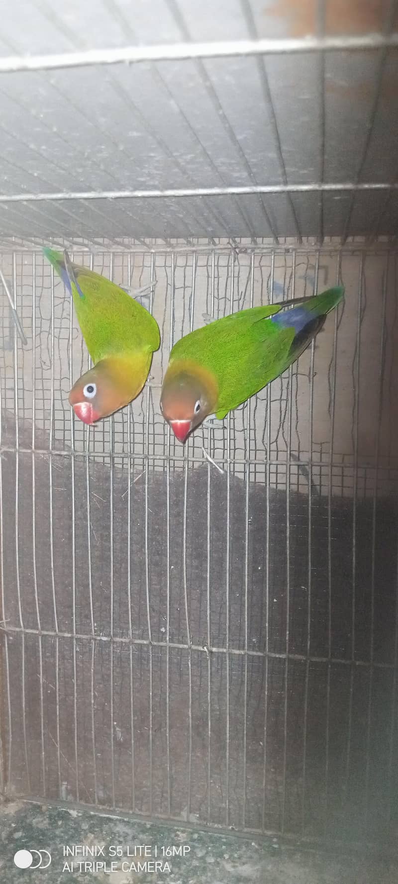 sliver java, grey java split white an silver breeder pair 5