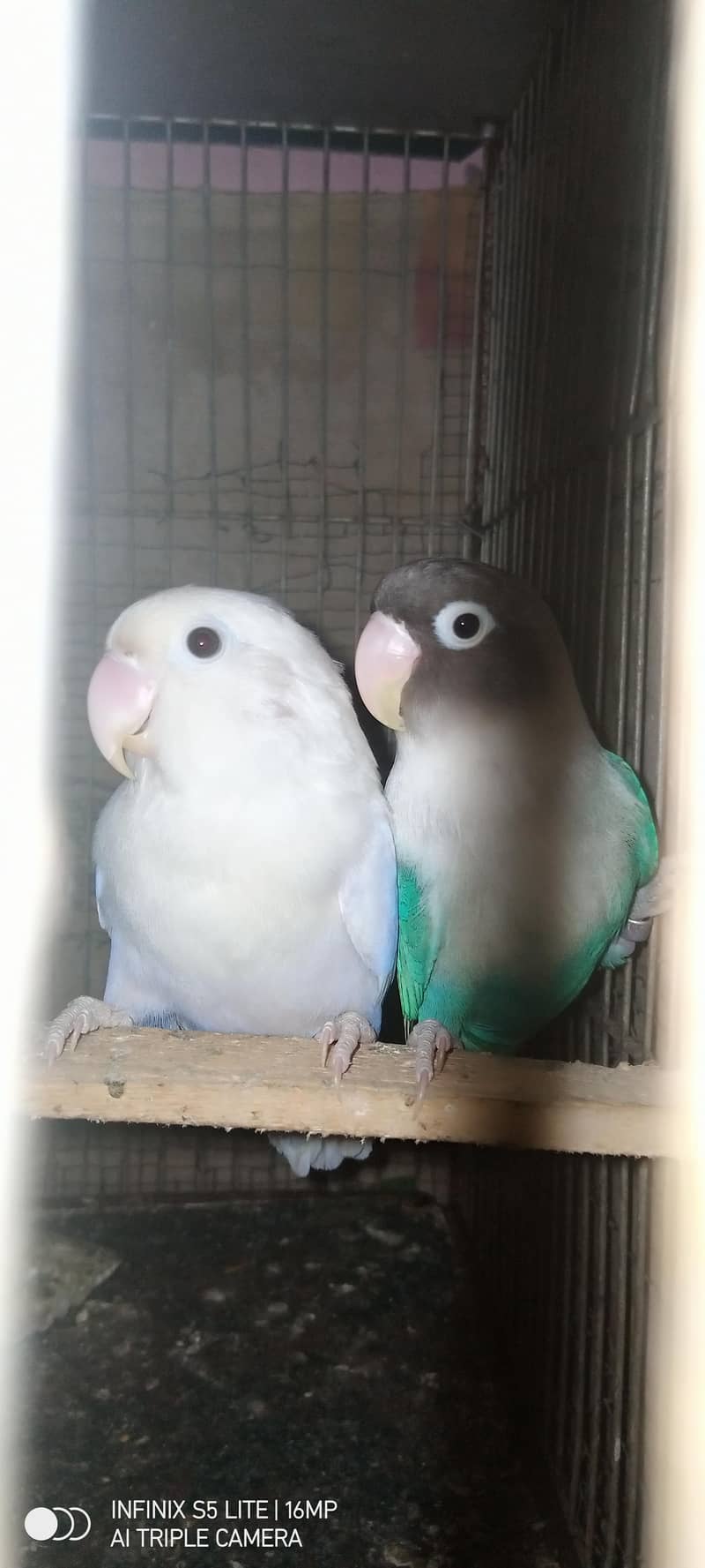 sliver java, grey java split white an silver breeder pair 6