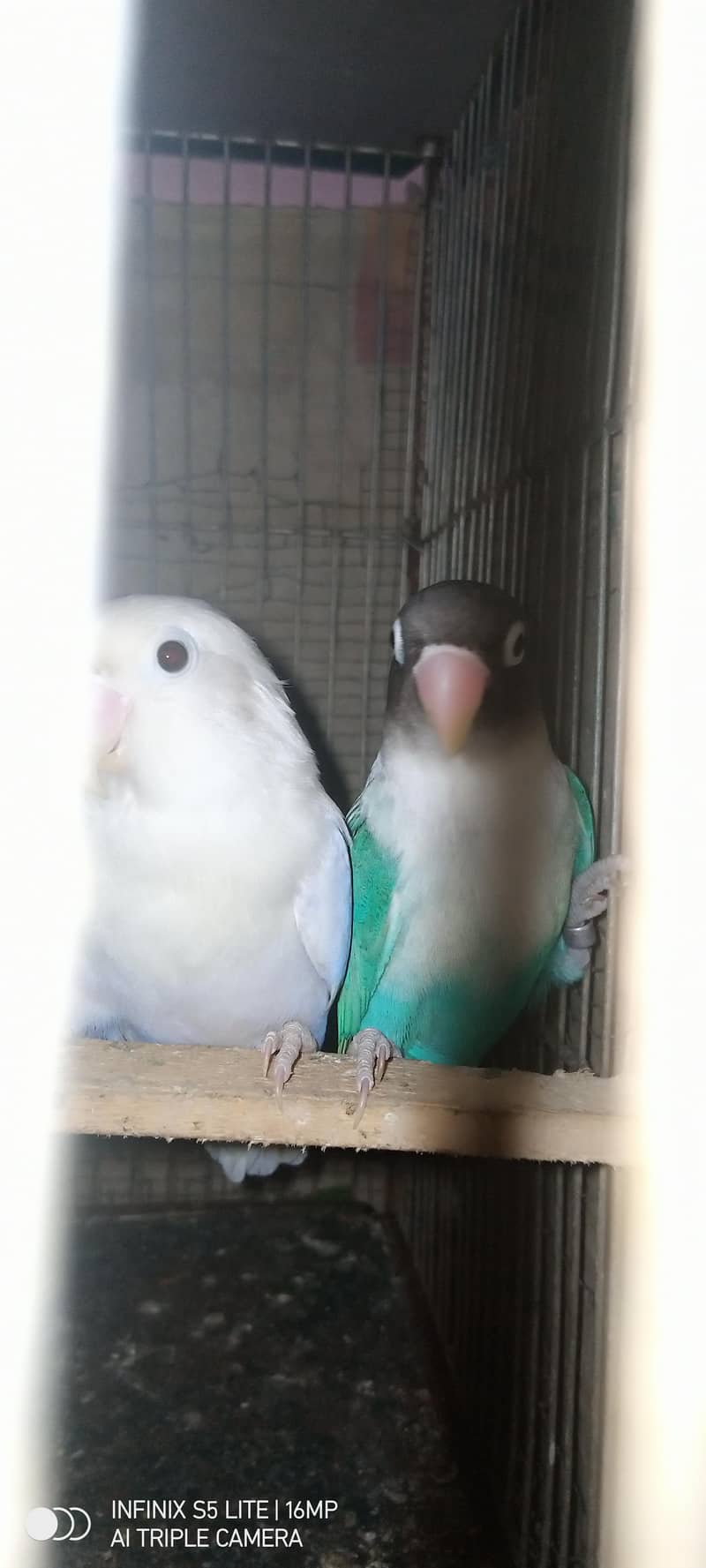 sliver java, grey java split white an silver breeder pair 7