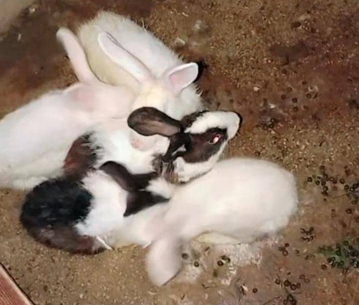Rabbit s 0
