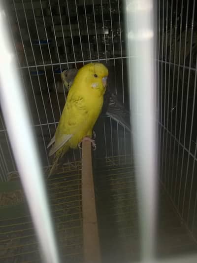 Australian Bajri Budgie