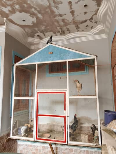 Birds cage