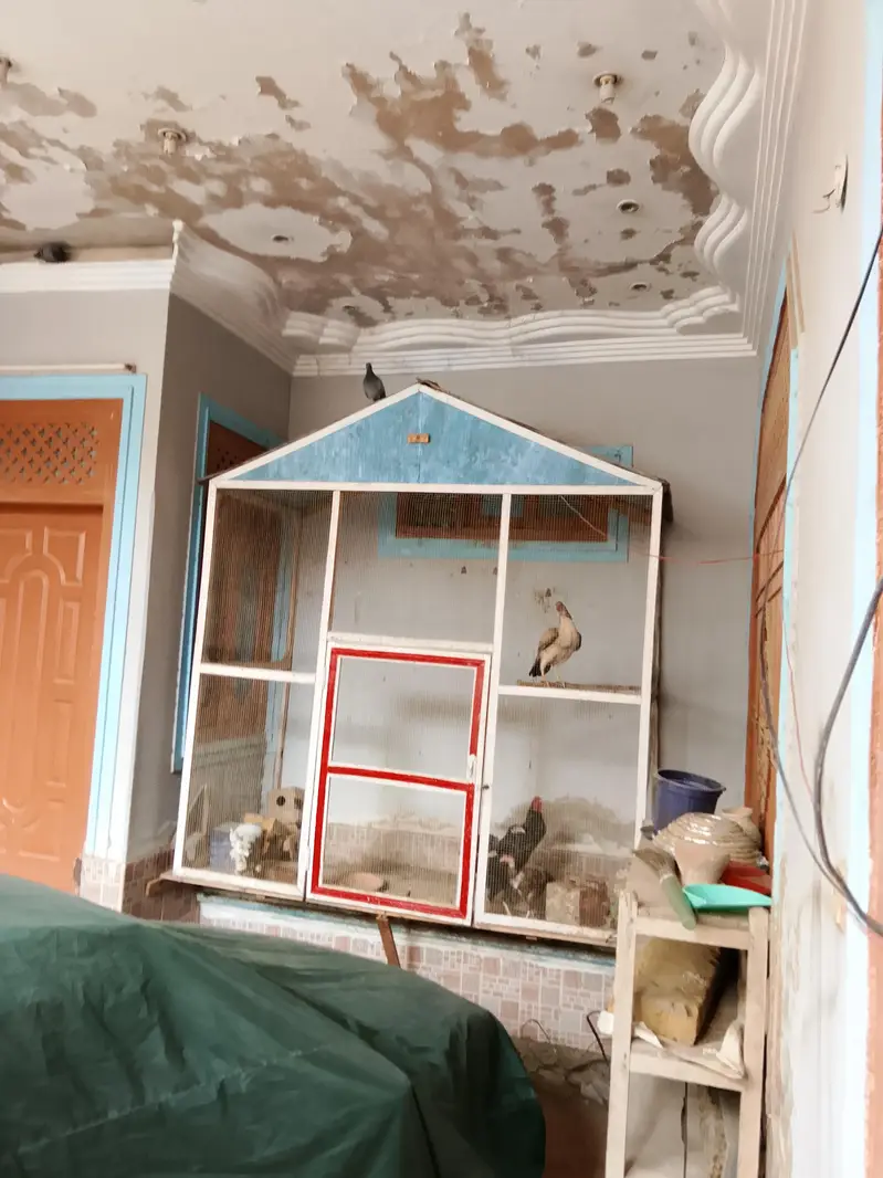 Birds cage — photo 3