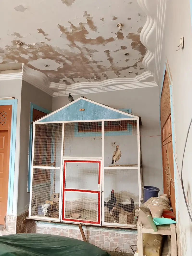 Birds cage — photo 5