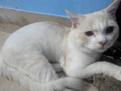 selling my male Persian cat