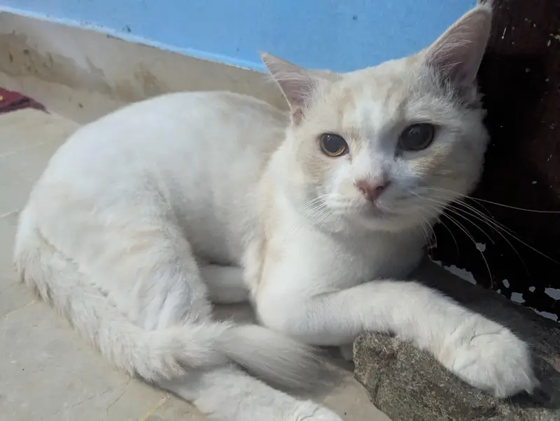 selling my male Persian cat — photo 2
