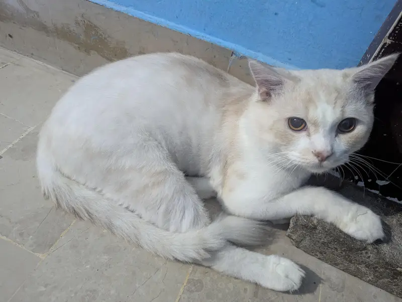 selling my male Persian cat — photo 5