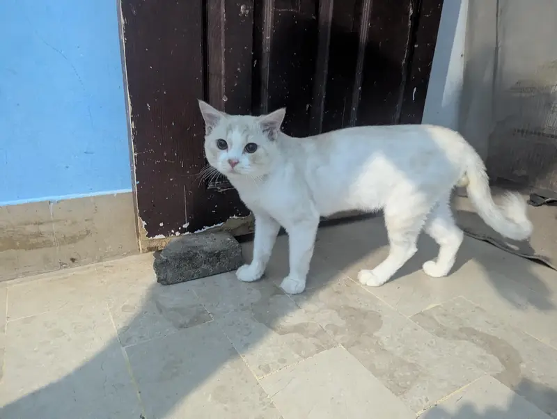 selling my male Persian cat — photo 6