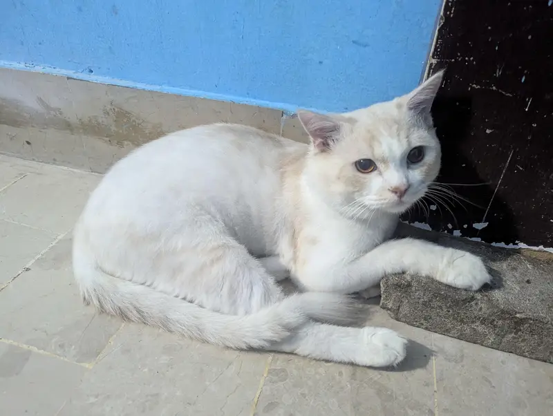 selling my male Persian cat — photo 8