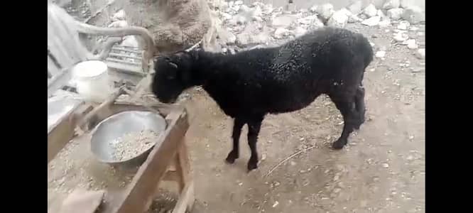 pure khara dimba for sale