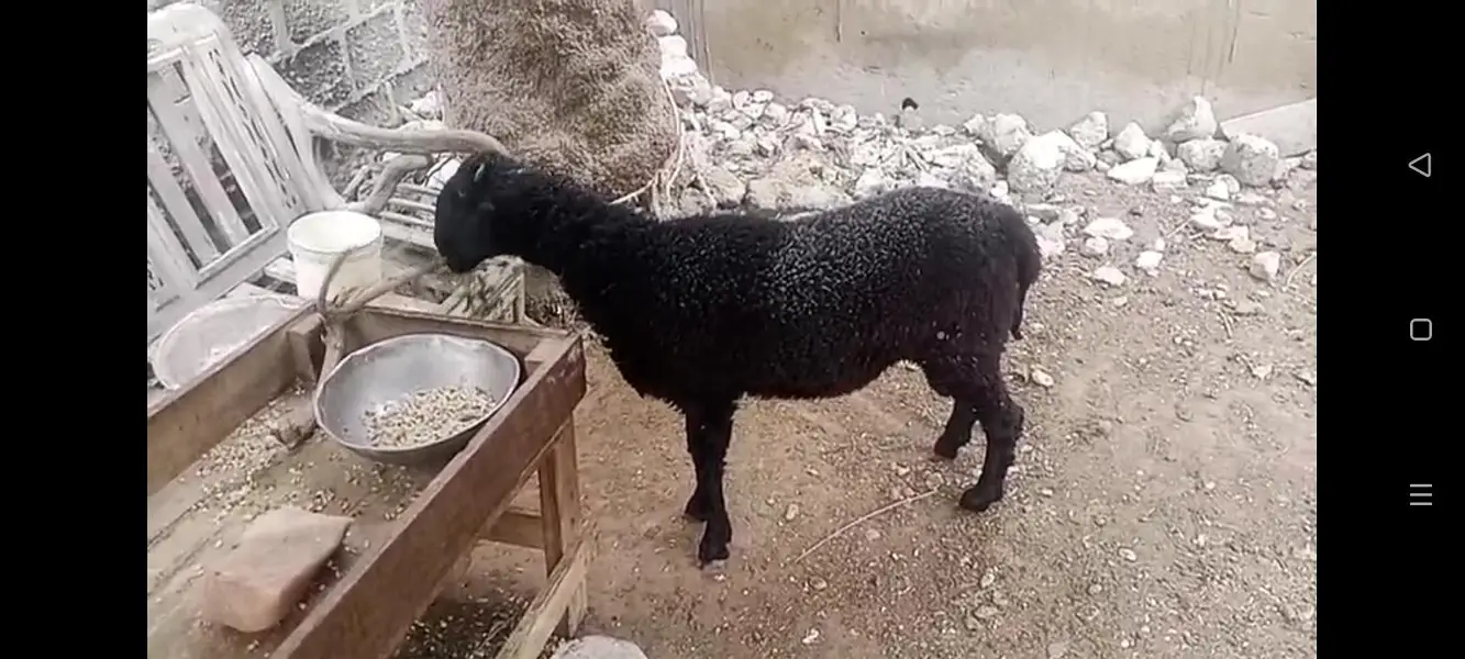 pure khara dimba for sale — photo 3