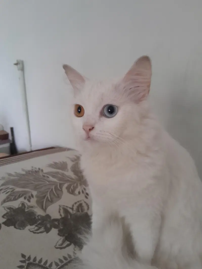 different eye color blue and yellow — photo 3