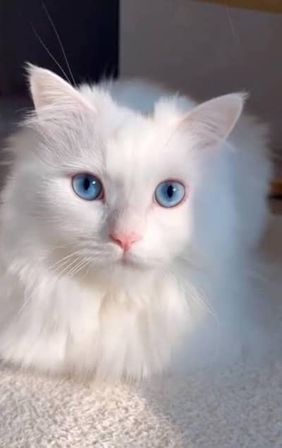 Premium Blue Eyes Stud Male Available for Sale