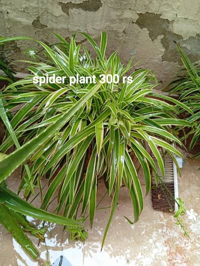Healthy Indoor & Outdoor Plants for Sale – Multiple Varieties