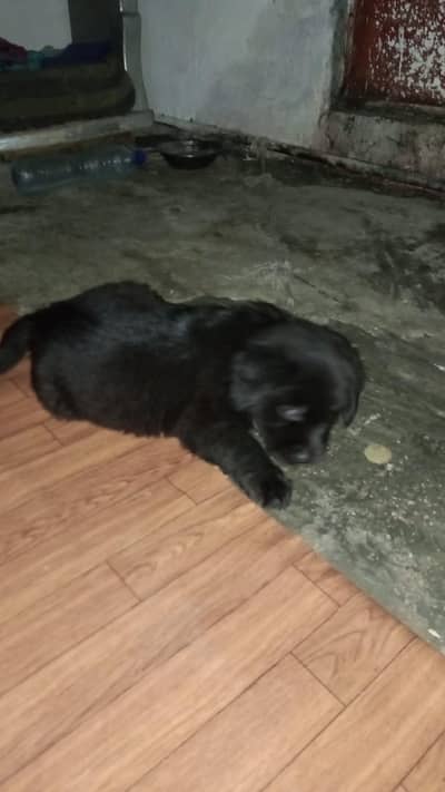 Black Larador Female puppy