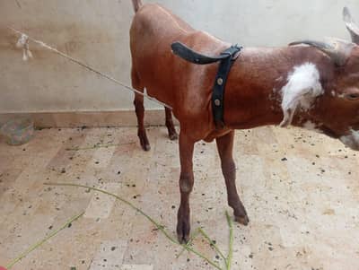 Ghar ka Pala hua Bakra