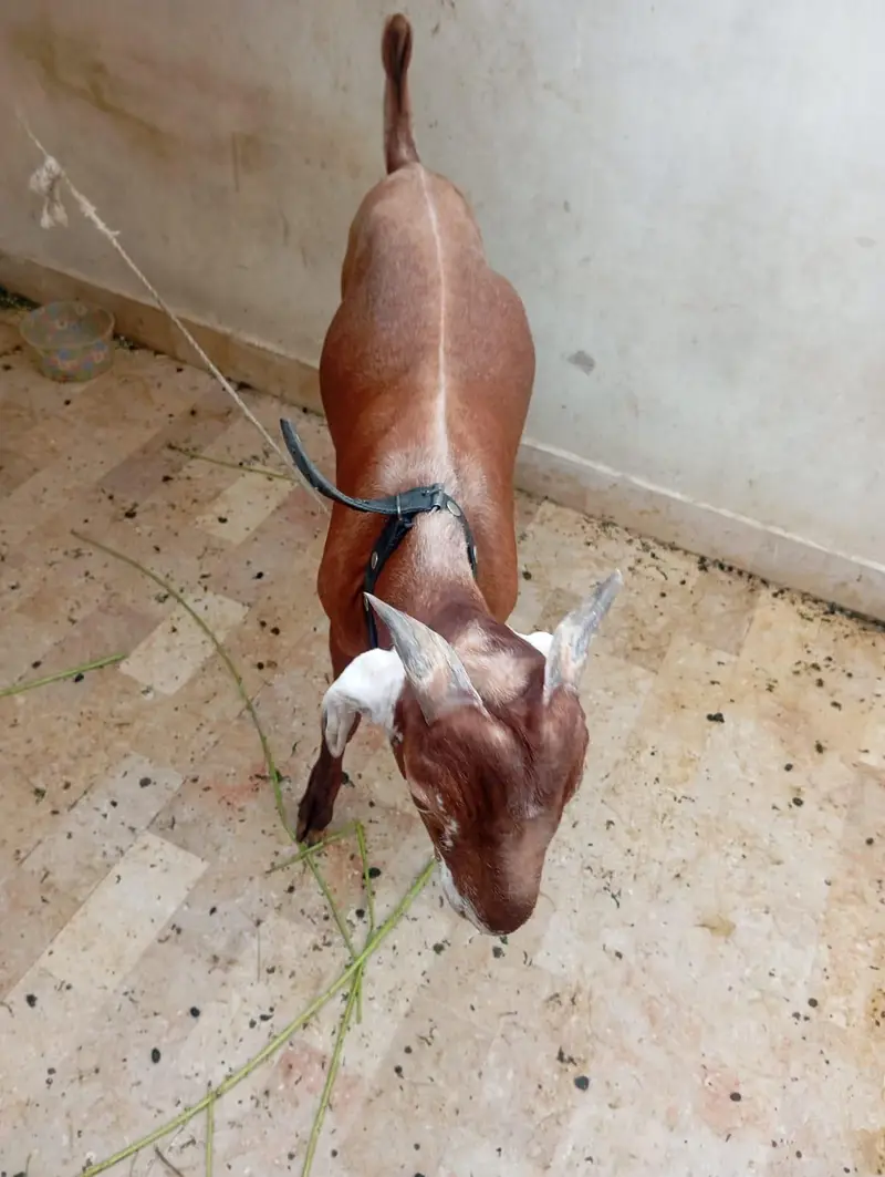 Ghar ka Pala hua Bakra — photo 3