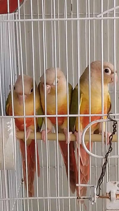 pineapple conure piar