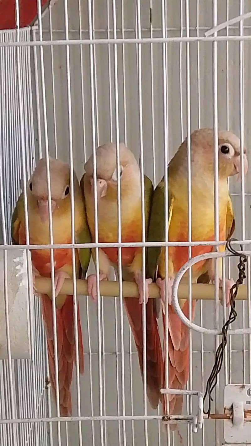 pineapple conure piar 0