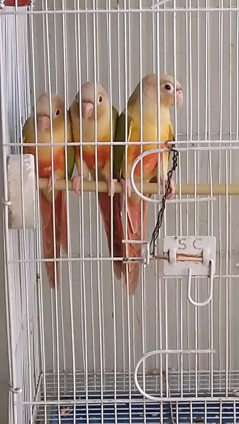 pineapple conure piar 1