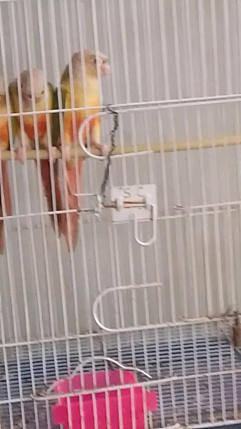 pineapple conure piar 2