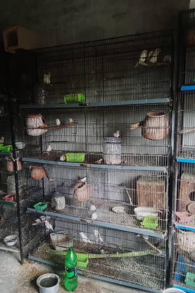birds cage 4*2*2