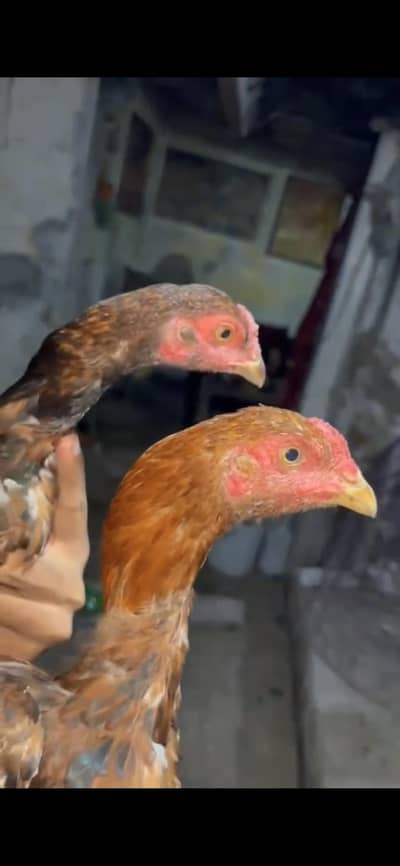Aseel Birds Pure Mianwali(Old Blood line)