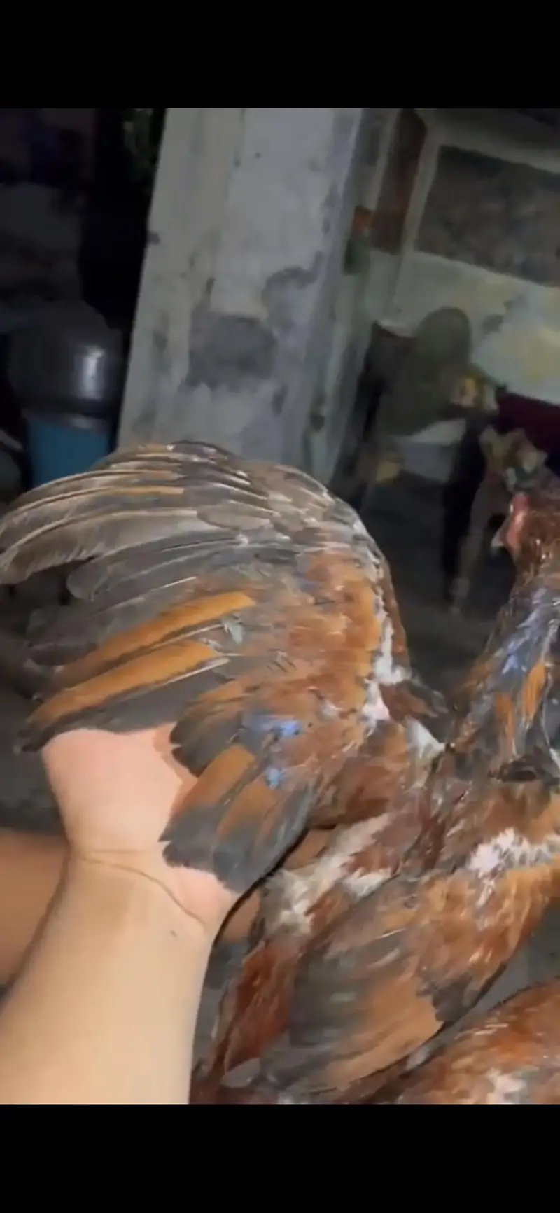 Aseel Birds Pure Mianwali(Old Blood line) — photo 2