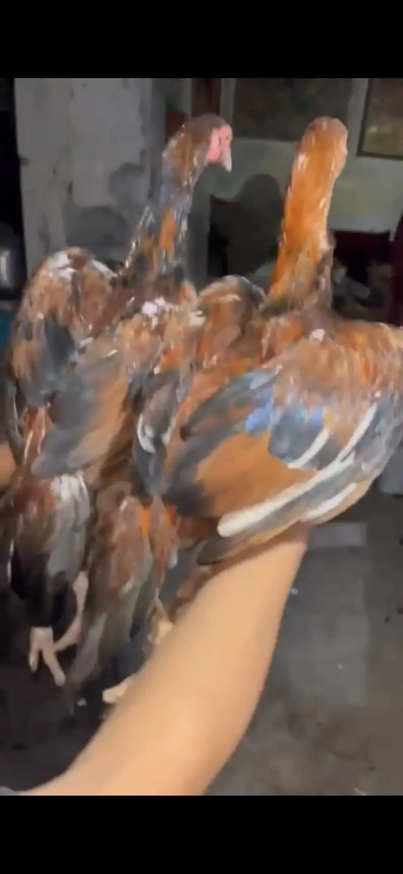 Aseel Birds Pure Mianwali(Old Blood line) — photo 4