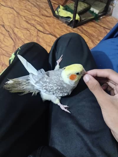 pigeon baby for hand tame