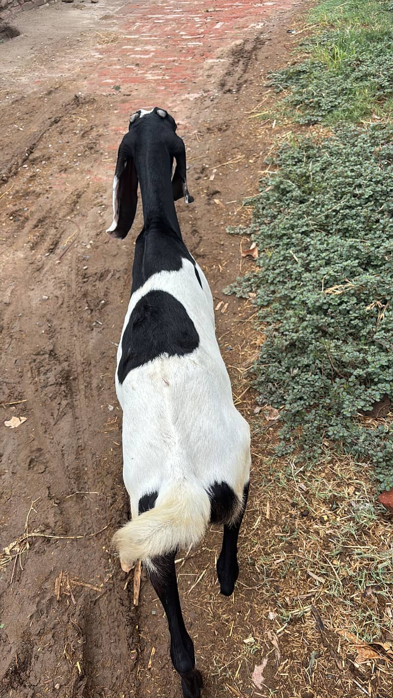 Goats 0