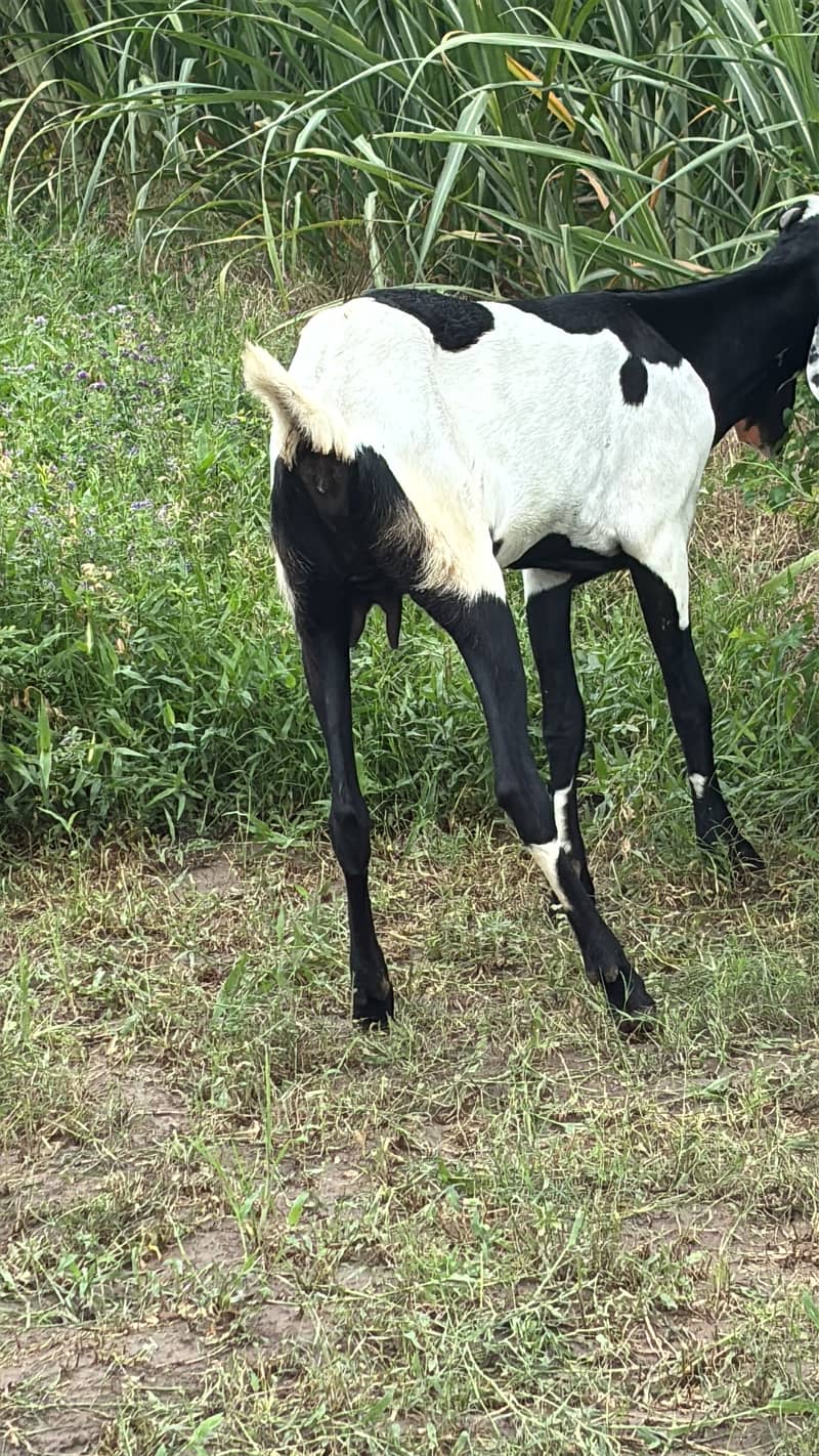 Goats 1