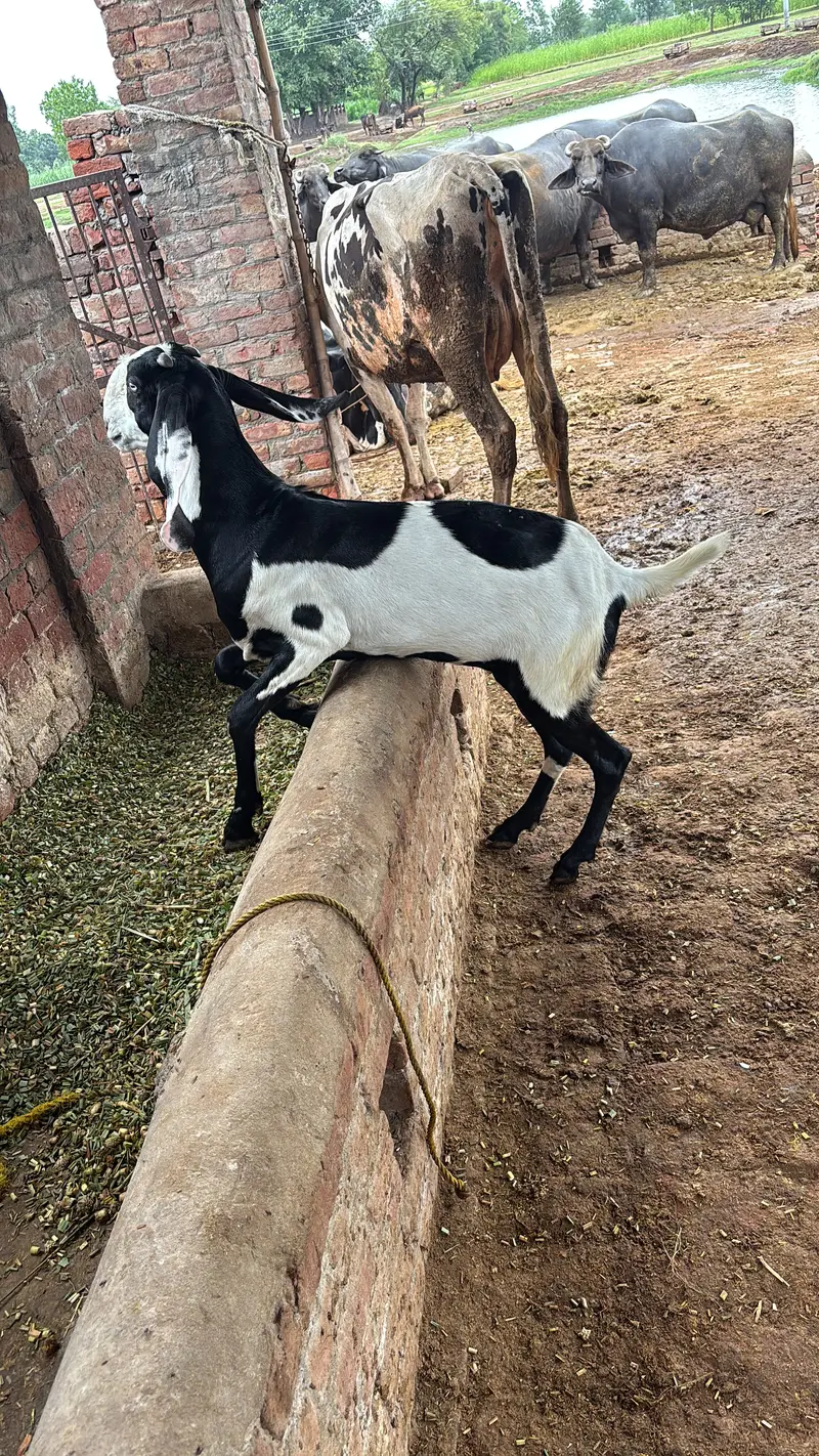 Goats — photo 3
