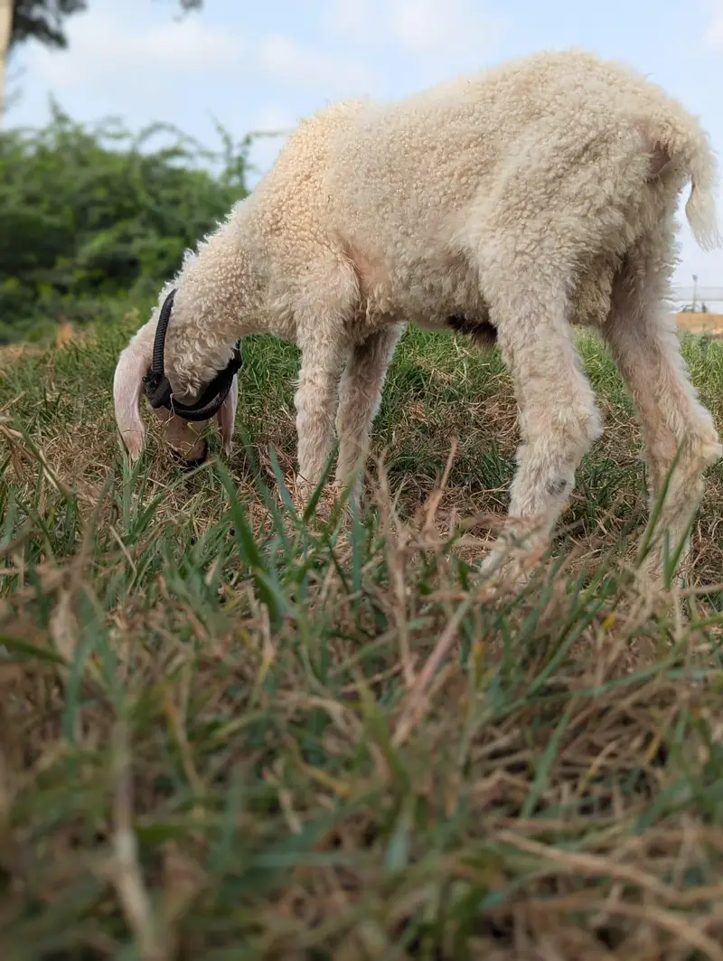 DUMBA MALE BACHA — photo 2